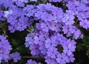 Garden Verbena