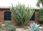 Hildeman's Cereus