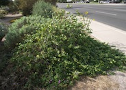 San Marcos Hibiscus