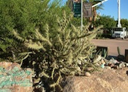 Buckhorn Cholla