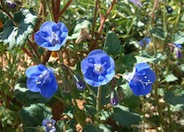 Desert Bluebells