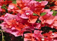 Bougainvillea