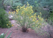 Shrubby Senna