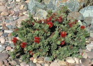 Bottlebrush Little John