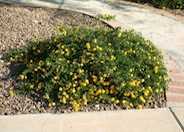 Lantana