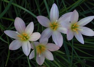 Rain Lily Prairie Sunset
