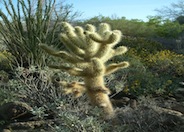 Teddy Bear Cholla