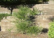 Pencil Tree, Pencil Bush