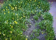 Semi-Trailing Yellow Gazania