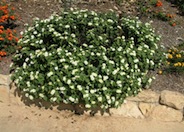 White Trailing Lantana