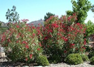 Oleander