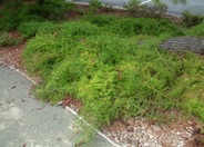 Sprenger or Emerald Asparagus