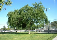 Evergreen Elm