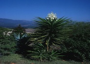 Spanish Dagger