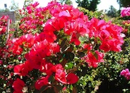 San Diego Red Bougainvillea