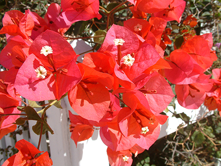 Bougainvillea