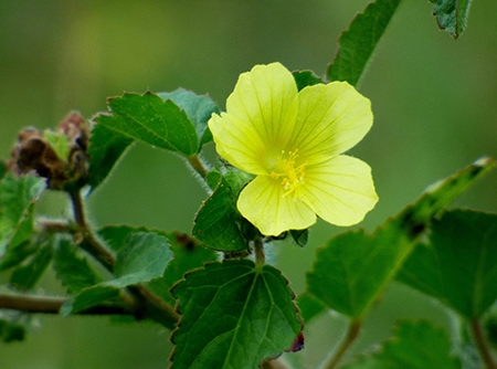 Pavonia praemorsa